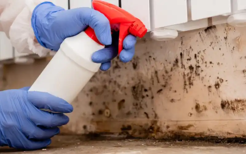 Ypsilanti Mold Remediation
